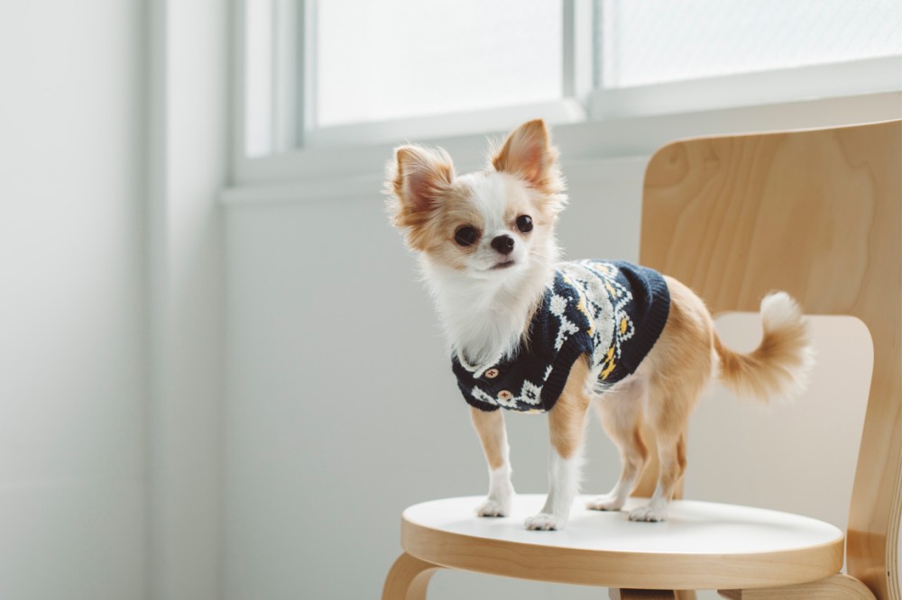 画像も挿入できちゃう